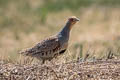 Daurian Partridge Perdix dauurica dauurica