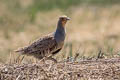 Daurian Partridge Perdix dauurica dauurica