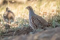 Daurian Partridge Perdix dauurica dauurica