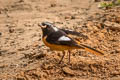 Daurian Redstart Phoenicurus auroreus auroreus