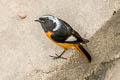 Daurian Redstart Phoenicurus auroreus auroreus