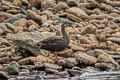 Eastern Spot-billed Duck Anas zonorhyncha