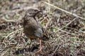 Elliot's Laughingthrush Trochalopteron elliotii