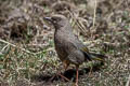 Elliot's Laughingthrush Trochalopteron elliotii