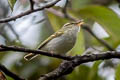 Emei Leaf Warbler Phylloscopus emeiensis