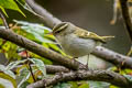 Emei Leaf Warbler Phylloscopus emeiensis