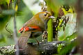 Emei Shan Liocichla Liocichla omeiensis