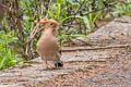 Eurasian Hoopoe Upupa epops longirostris