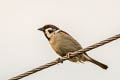 Eurasian Tree Sparrow Passer montanus saturatus