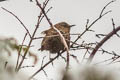 Eurasian Wren Troglodytes troglodytes szetschuanus