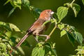 Eye-ringed Parrotbill Suthora ricketti