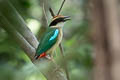 Fairy Pitta Pitta nympha