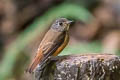 Ferruginous Flycatcher Muscicapa ferruginea