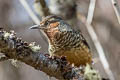 Giant Laughingthrush Ianthocincla maxima