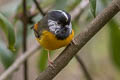 Golden-breasted Fulvetta Lioparus chrysotis swinhoii