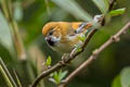 Golden Parrotbill Suthora verreauxi verreauxi