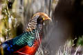 Golden Pheasant Chrysolophus pictus