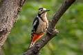 Great Spotted Woodepcker Dendrocopos major brevirostris