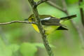 Green-backed Flycatcher Ficedula elisae (Chinese Flycatcher)