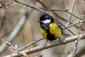 Green-backed Tit Parus monticolus yunnanensis