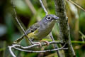 Green Shrike-babbler Pteruthius xanthochlorus pallidus