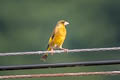 Grey-capped Greenfinch Chloris sinica sinica (Oriental Greenfinch)