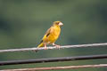 Grey-capped Greenfinch Chloris sinica sinica (Oriental Greenfinch)