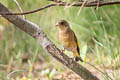 Grey-capped Greenfinch Chloris sinica sinica (Oriental Greenfinch)