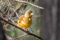 Grey-capped Greenfinch Chloris sinica sinica (Oriental Greenfinch)