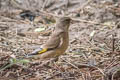 Grey-capped Greenfinch Chloris sinica sinica (Oriental Greenfinch)