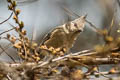 Grey-crested Tit Lophophanes dichrous dichroides