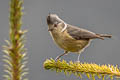 Grey-crested Tit Lophophanes dichrous dichroides