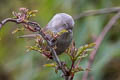 Grey-hooded Fulvetta Fulvetta cinereiceps cinereiceps