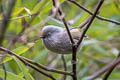 Grey-hooded Fulvetta Fulvetta cinereiceps cinereiceps