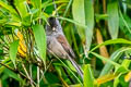 Grey-hooded Parrotbill Suthora  zappeyi zappeyi