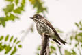 Grey-streaked Flycatcher Muscicapa griseisticta