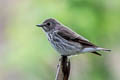 Grey-streaked Flycatcher Muscicapa griseisticta