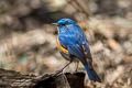 Himalayan Bluetail Tarsiger rufilatus rufilatus