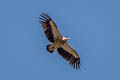 Himalayan Vulture Gyps himalayensis (Himalayan Griffon)