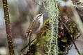 Hodgson's Treecreeper Certhia hodgsoni khamensis