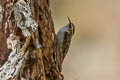 Hodgson's Treecreeper Certhia hodgsoni khamensis