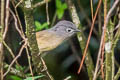 Huet's Fulvetta Alcippe hueti hueti