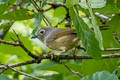 Huet's Fulvetta Alcippe hueti hueti