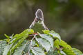 Indochinese Yuhina Staphida torqueola (Chestnut-collared Yuhina)