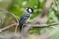 Japanese Tit Parus minor commixtus