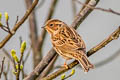 Little Bunting Emberiza pusilla