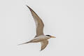 Little Tern Sternula albifrons sinensis