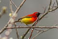 Mrs. Gould's Sunbird Aethopyga gouldiae dabryii