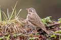 Olive-backed Pipit Anthus hodgsoni hodgsoni