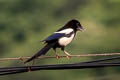 Oriental Magpie Pica serica serica